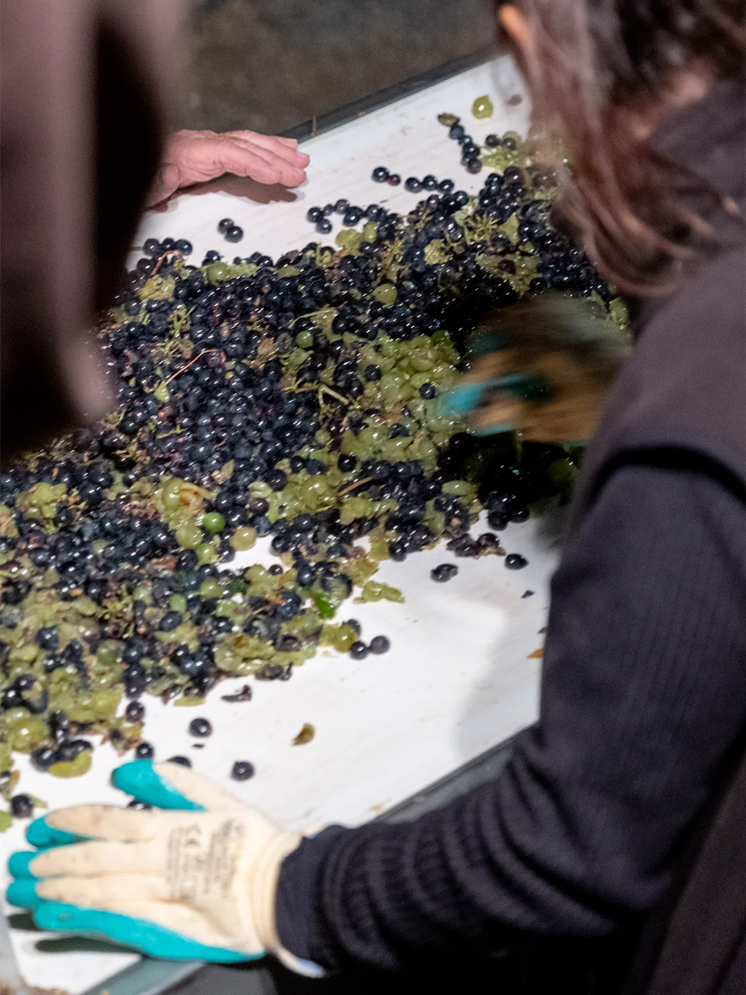 Clos La Neuve, portrait vendangeur domaine viticole Médoc, RAAD Studio